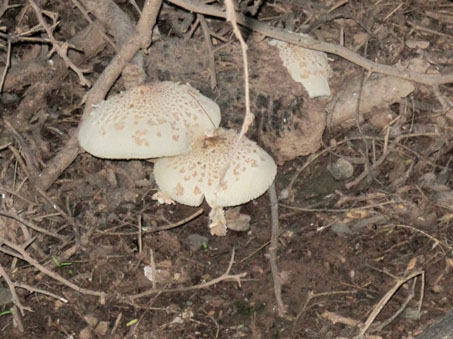 Fungi in soil