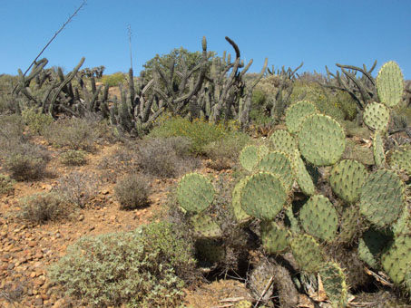 Prickly pear and Galloping cactus on hillside, La Turquesa Grade
