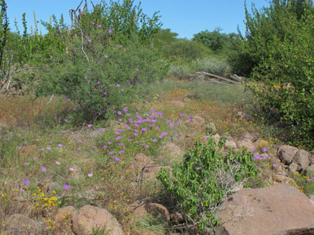 Wildflowers in desert scrub north of Loreto