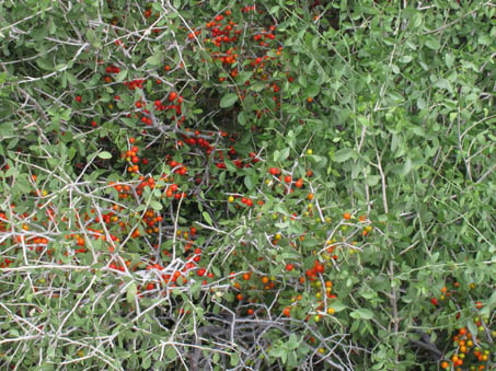 Frutos parecen como el sarampion en el arbusto Schaefferia cuneata