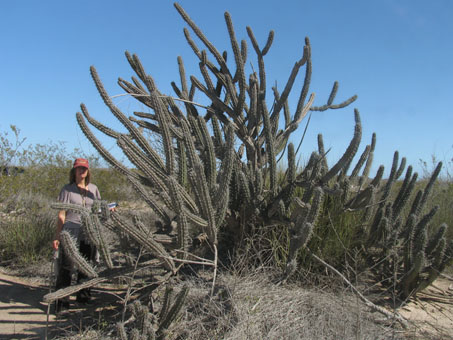 Gran Pitaya agria cactus