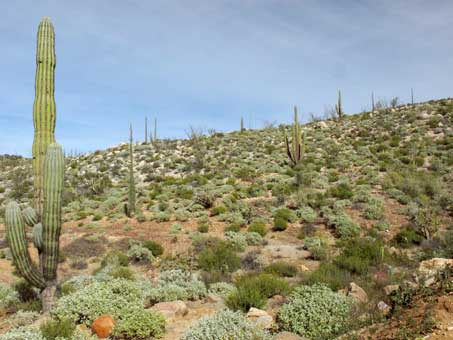Hillside with cacti and shrubs in Baja's Central Desert