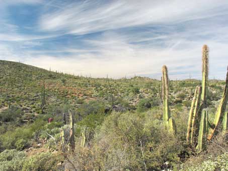 Desert hillside with cacti and shrubs in Baja's Central Desert