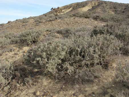 Coastal hillside with shrubs covered in lichens