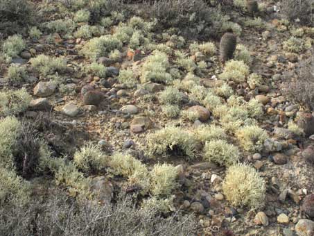 Lichen species Niebla homalea on rocks and dirt