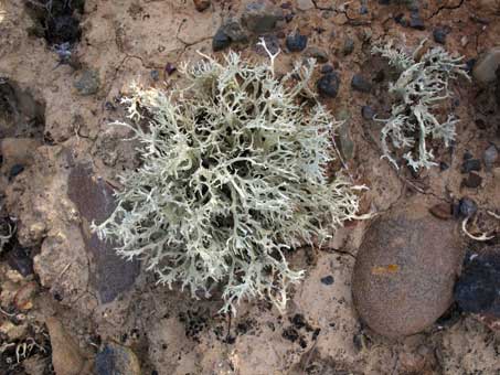 Lichen species Niebla homalea on dirt