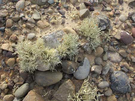 Lichen species Niebla homalea on rocks