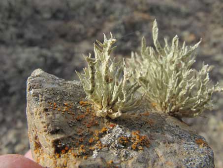 Lichen species Niebla homalea on rock