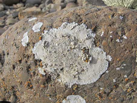Lichen species Dimelaena radiata on rock