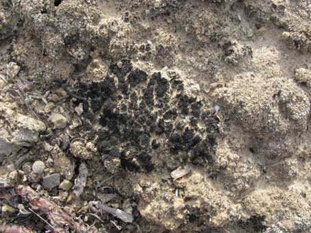 Biological soil crust with lichens