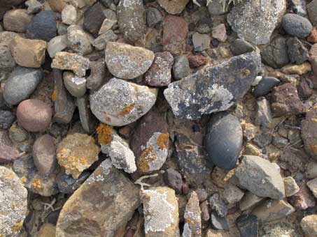 Lichen species Dimelaena radiata on rocks