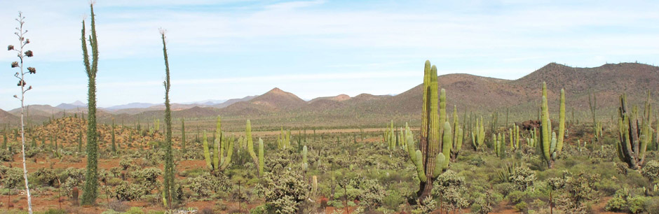 Panorama of desert vegetation