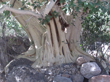 Wild fig tree roots