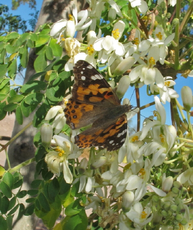 Painted Lady mariposa
