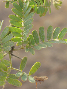 Palo brea leaves