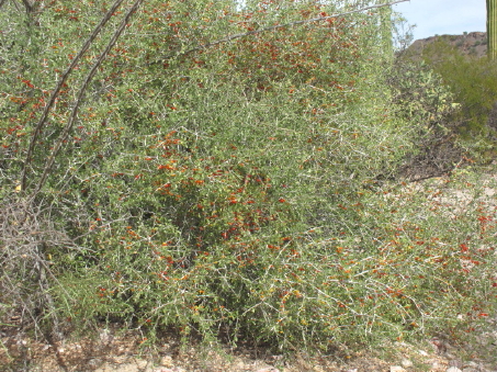 Schaefferia cuneifolia shrub