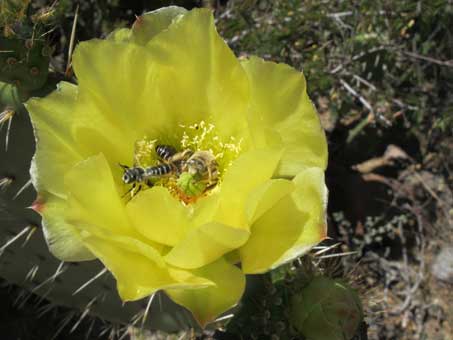 Prickly pear flower with bees inside