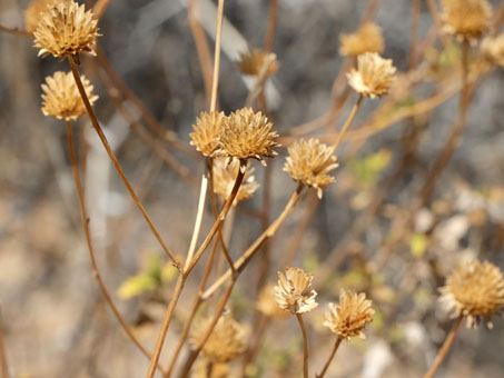 Dry flower heads on Bahiopsis laciniata