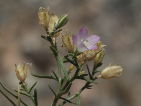Una flor y cápsulas secas de Palmer Bryantiella