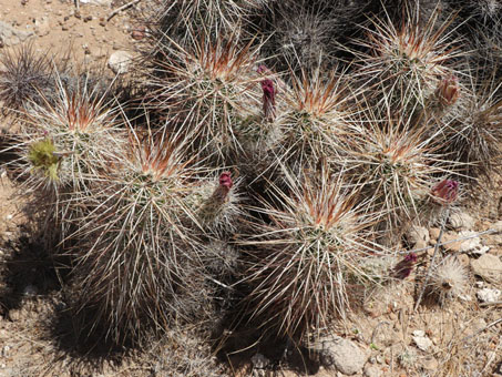 Engelmann Hedgehog cactus.