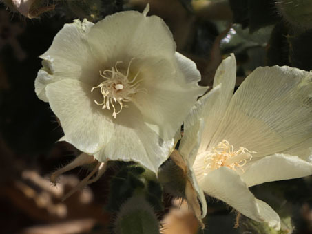 Flowers on Desert Rock-Nettle flower up close