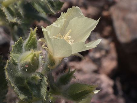 Flowers on Desert Rock-Nettle flower up close