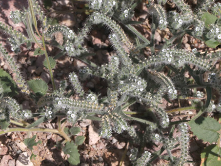 Closeup of Narrow-Leaf Cryptantha flowers