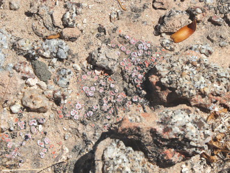 Lichen growing on ground