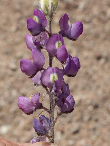 Las flores de Lupino de Arizona