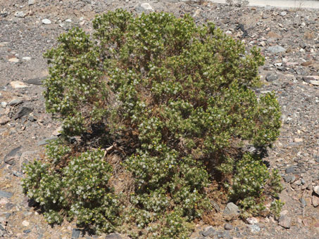 Pygmy-Cedar bush