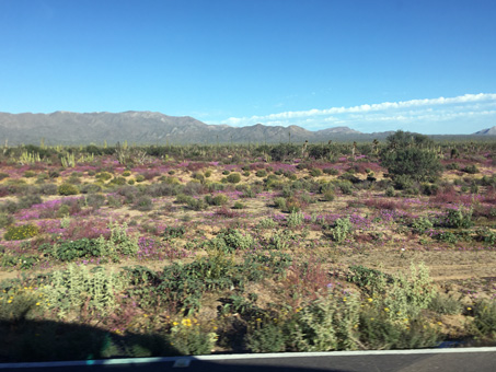 Wildflowers north of turnoff to Bahia de los Angeles