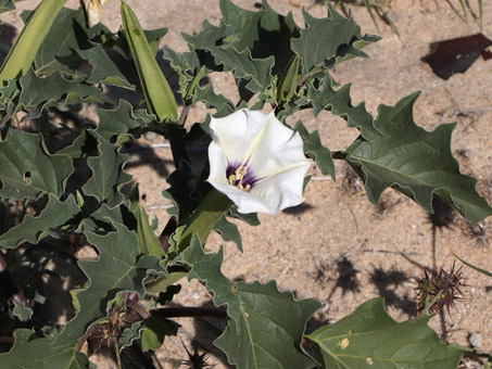 Jimson weed plant and flower