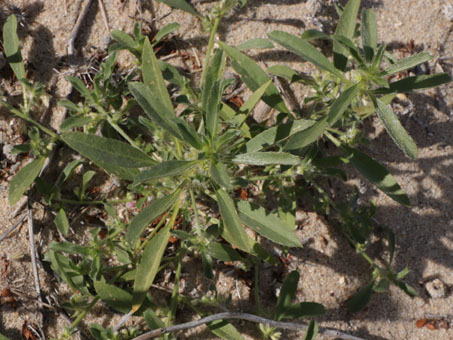 Ditaxis serrata plant