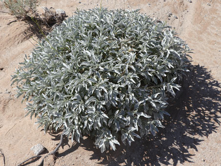 Brittlebush plant