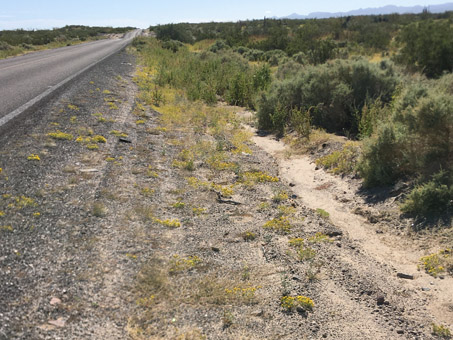 Desert chinchweed along highway margin