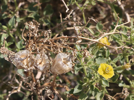 Tomatillo de Baja California