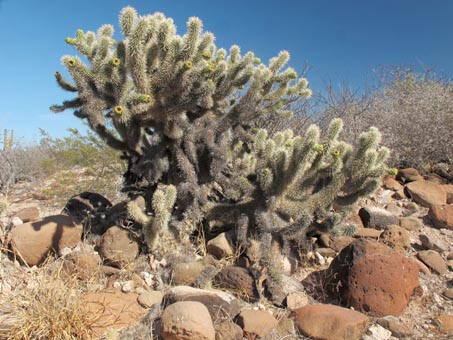 el cactus Ciribe