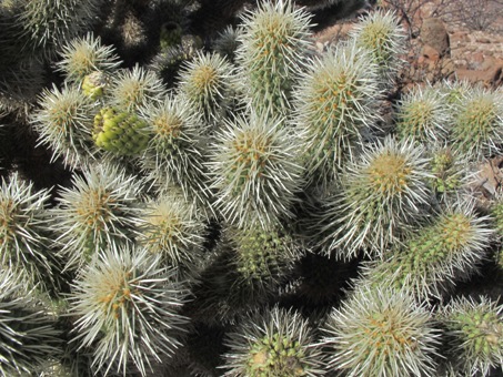 Ciribe cactus