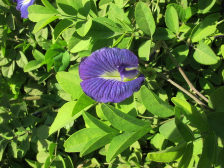 Blue Butterfly pea vine