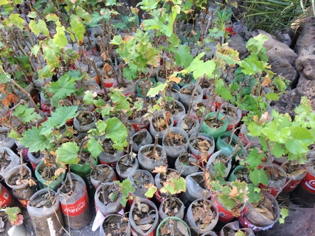 grape vine seedlings