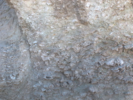 fossilized sea bed