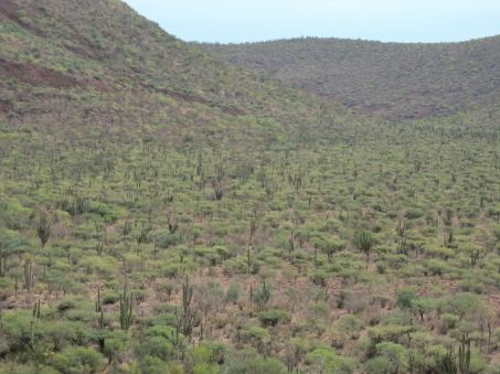 Sierra la Giganta vegetation