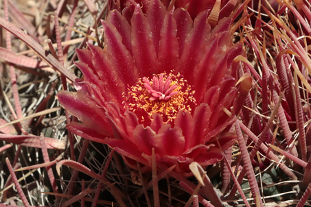 Red-spined barrel cactus flower