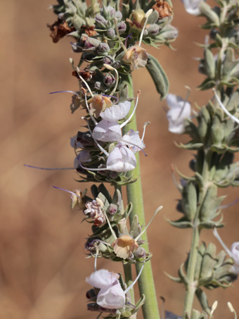 Flowers of White Sage