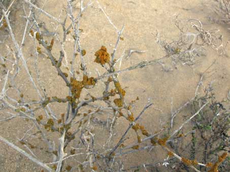 Crustose lichen