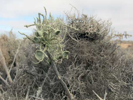 Fruticose lichen