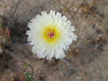 Desert dandelion flower