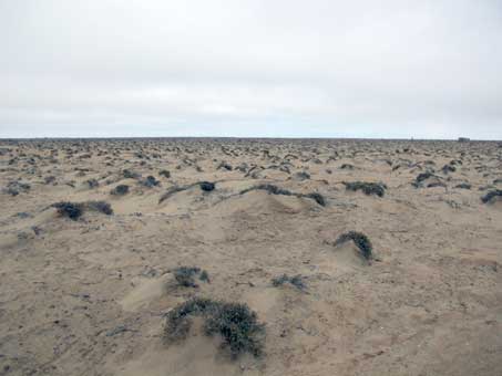 Small hummocks in sandy plain.