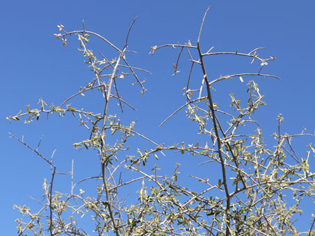 Vomitbush branches
