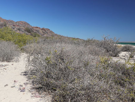 Arbustos grisáceos en la duna